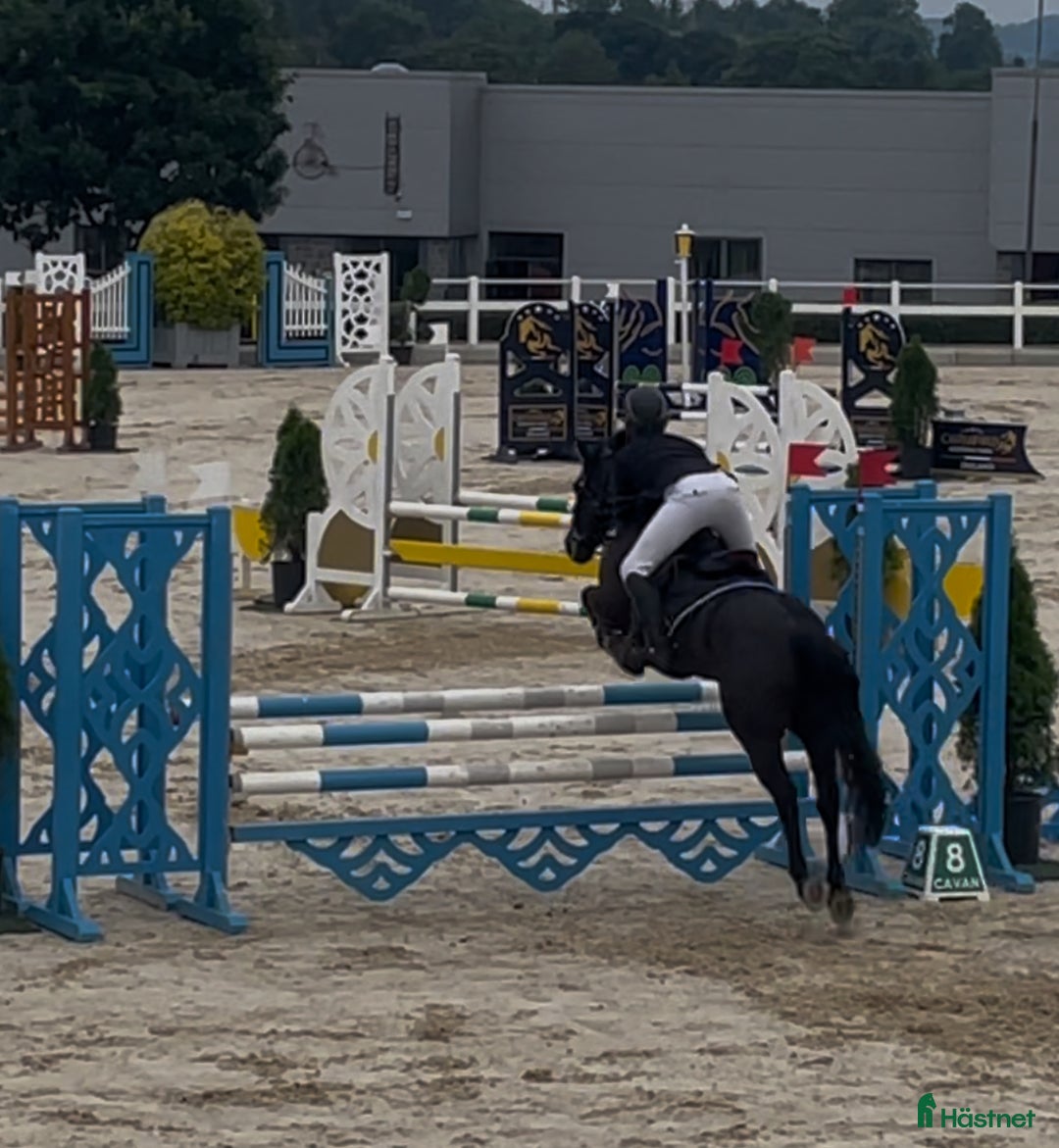 Hoppning hästar till salu: ⭐️ Ultimate 128 Schoolmaster⭐️ i Stockholm - Annons 1