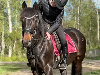 hästar Ny bästavän SÖKES - Annons 1