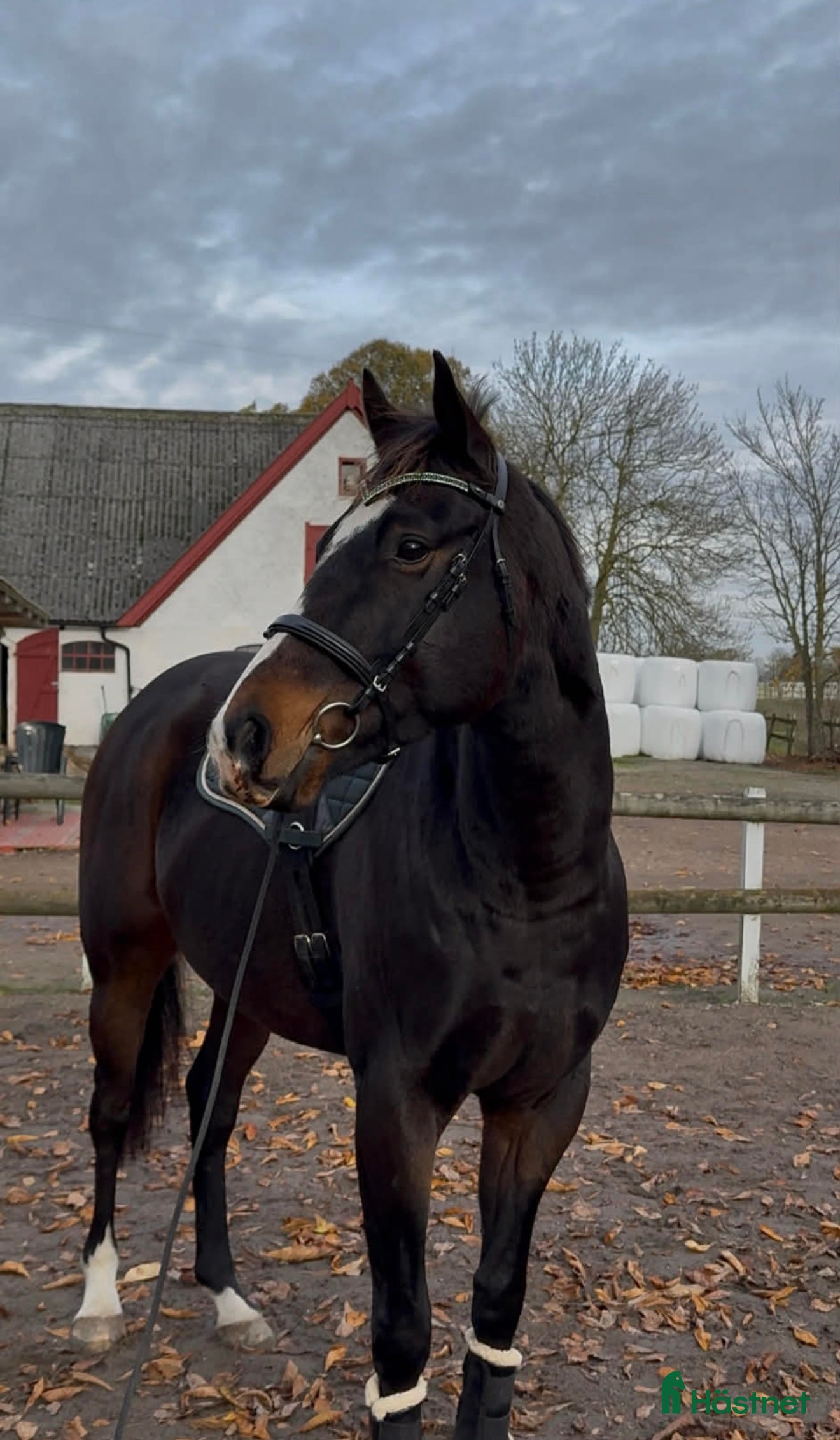  hästar Genomsnäll promenadhäst/lättare ridning - Annons 7