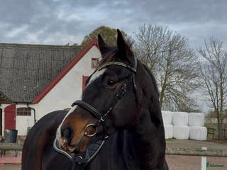 hästar Genomsnäll promenadhäst/lättare ridning - Annons 7