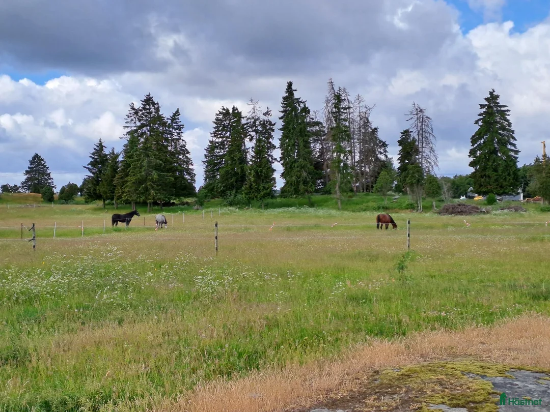  stallplats finnes: Lösdrift Häst - ung som gammal - blandflock i Bro - Annons 13