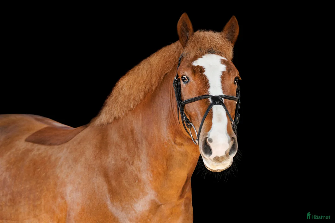 Allround hästar till salu: Brave pony for competition/hobby/riding school - Annons 1