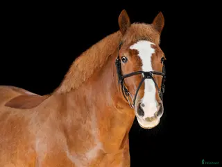 hästar Brave pony for competition/hobby/riding school - Annons 15