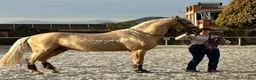 Allround hästar till salu: Palomino PRE avlad på prestation i Guadarrama - Annons 3