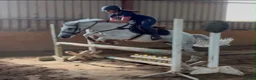 Allround hästar till salu: Quality D pony - Annons 7