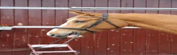 Hoppning hästar till salu: Lovande framtidsämne!  - Annons 1