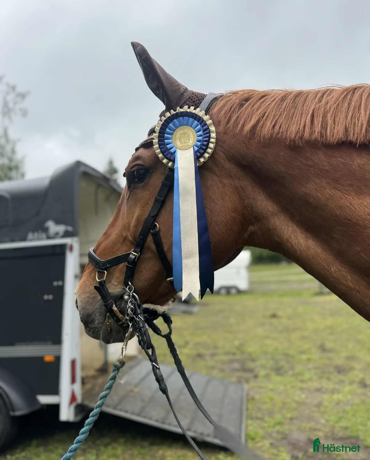  hästar Snällaste gentlemannen i Falun - Annons 6