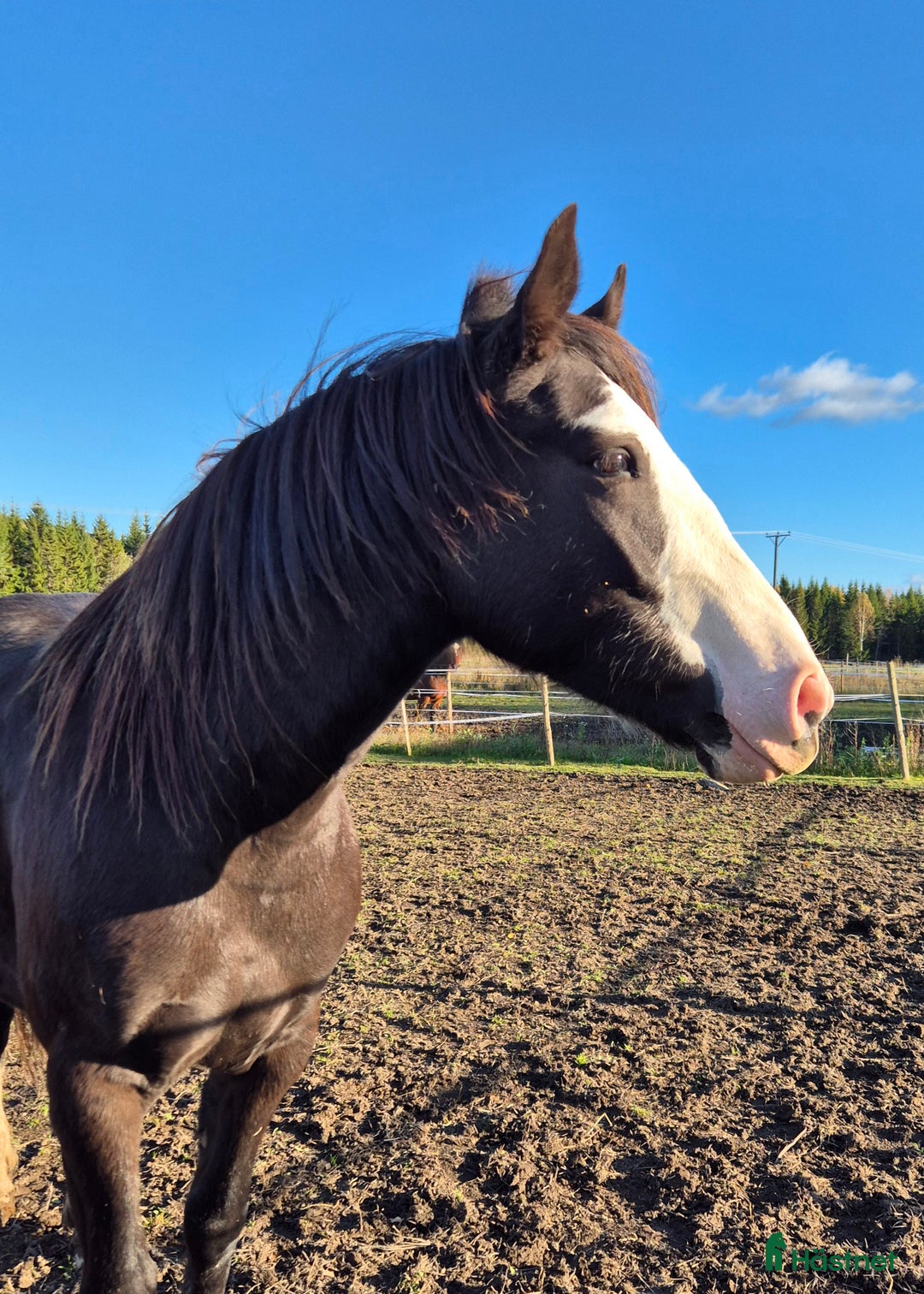 Allround hästar till salu: Läckert kallblodssto i Bjuråker - Annons 1
