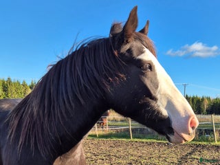 Allround hästar till salu: Läckert kallblodssto i Bjuråker - Annons 2