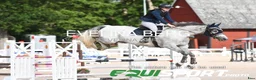 Hoppning hästar till salu: Hoppsto för den sattsande - Annons 2