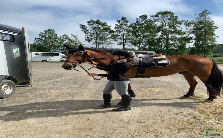  hästar i Arnäsvall - Annons 12