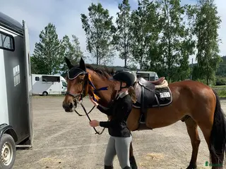 hästar Tävlingsponny i Arnäsvall - Annons 1