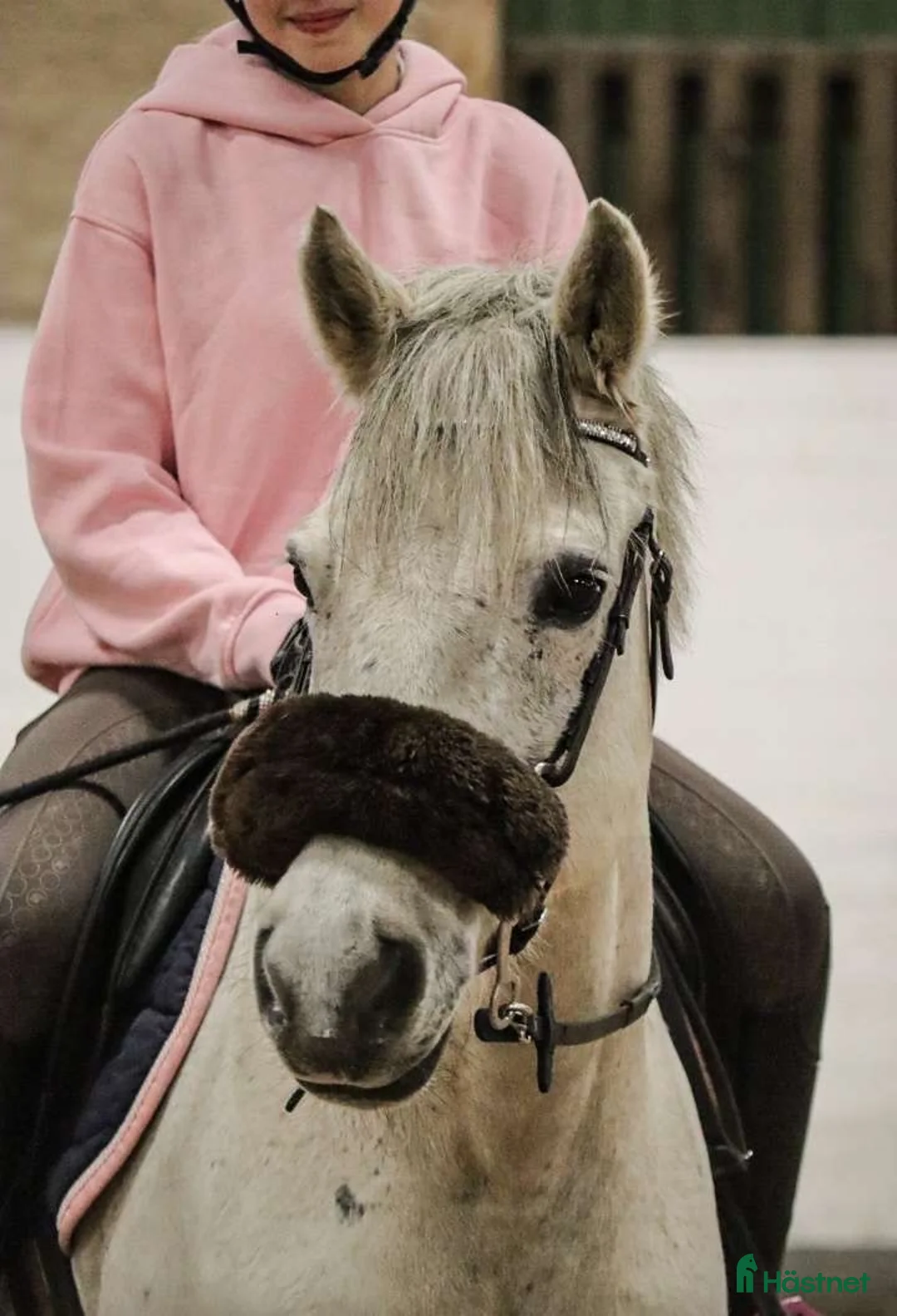 Allround hästar till salu: Ponny, visst projekt - Annons 1