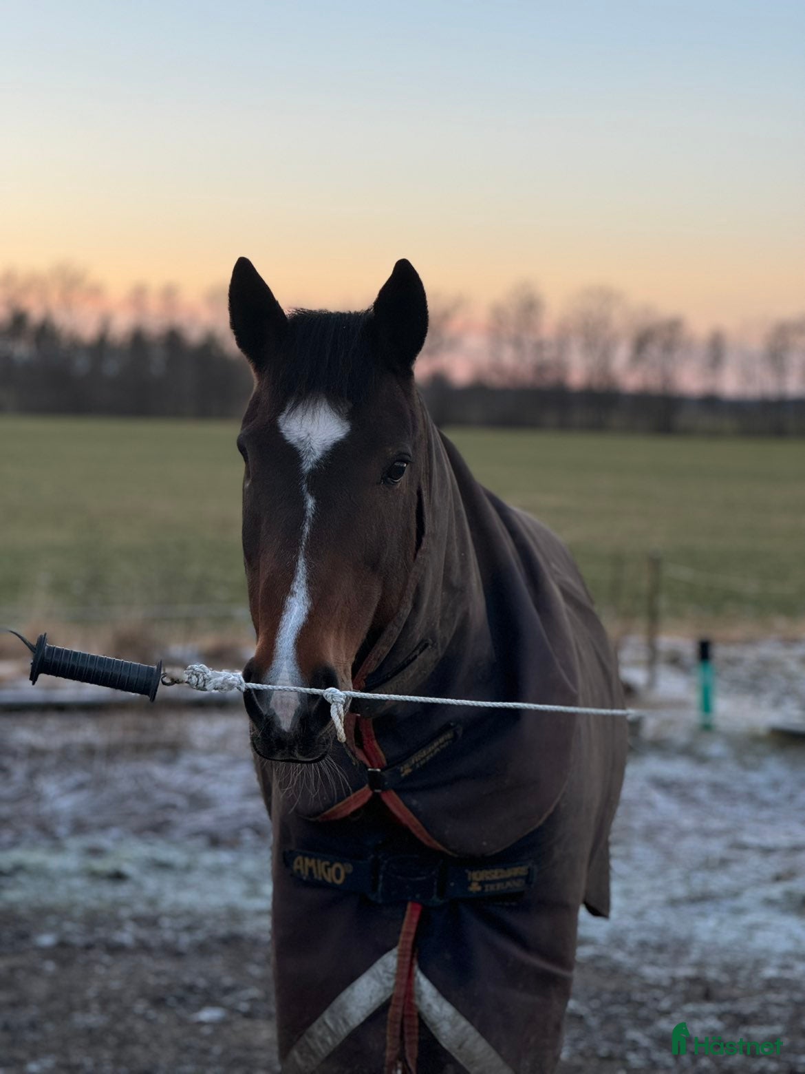  hästar Snäll D-ponny söker sitt för alltid hem - Annons 3