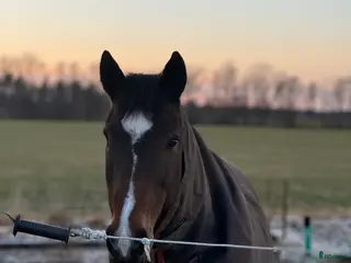 hästar Snäll D-ponny söker sitt för alltid hem - Annons 3