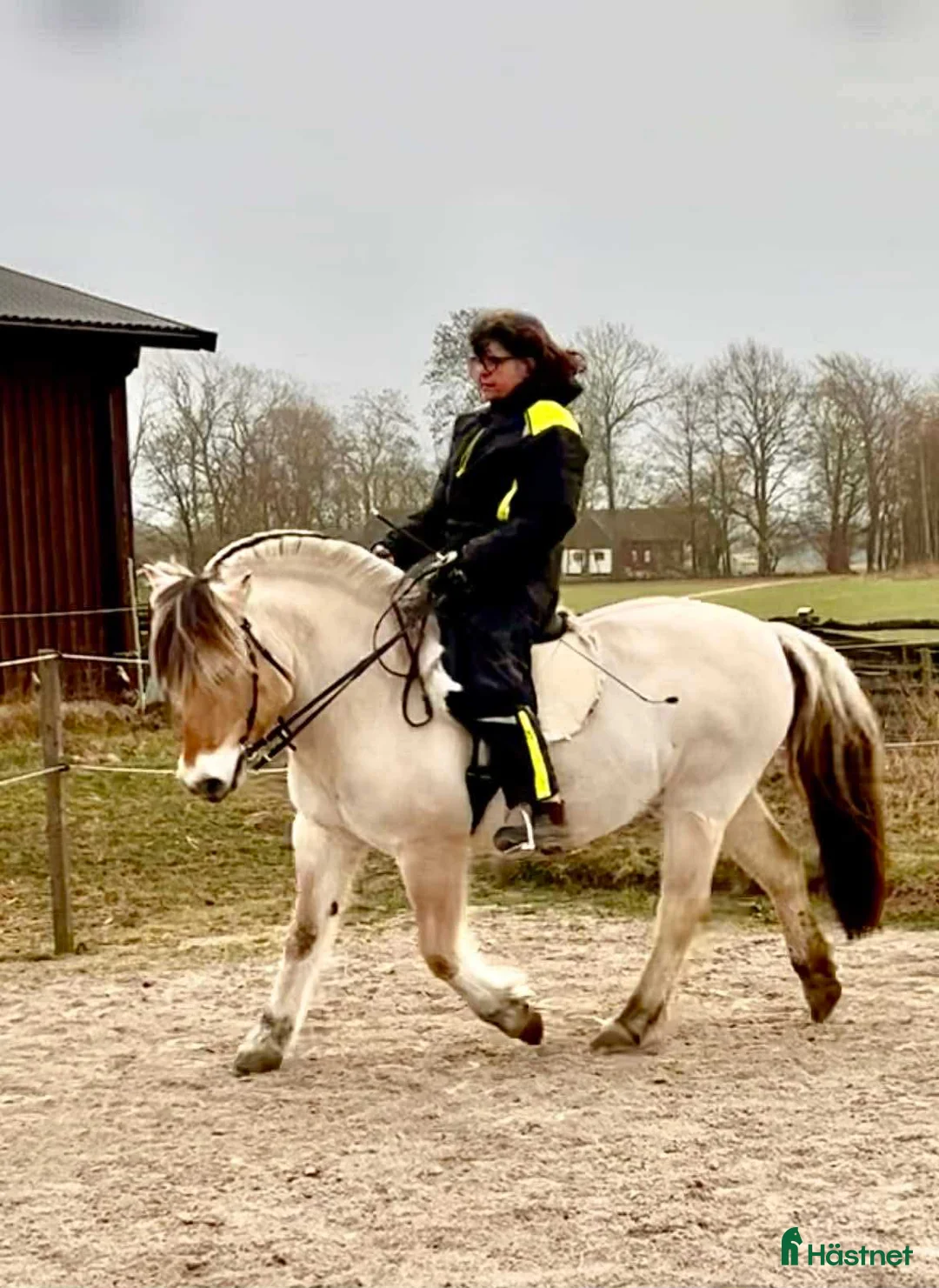 Allround hästar till salu: Trygg, stabil och Rolig familjehäst i Eldsberga - Annons 2