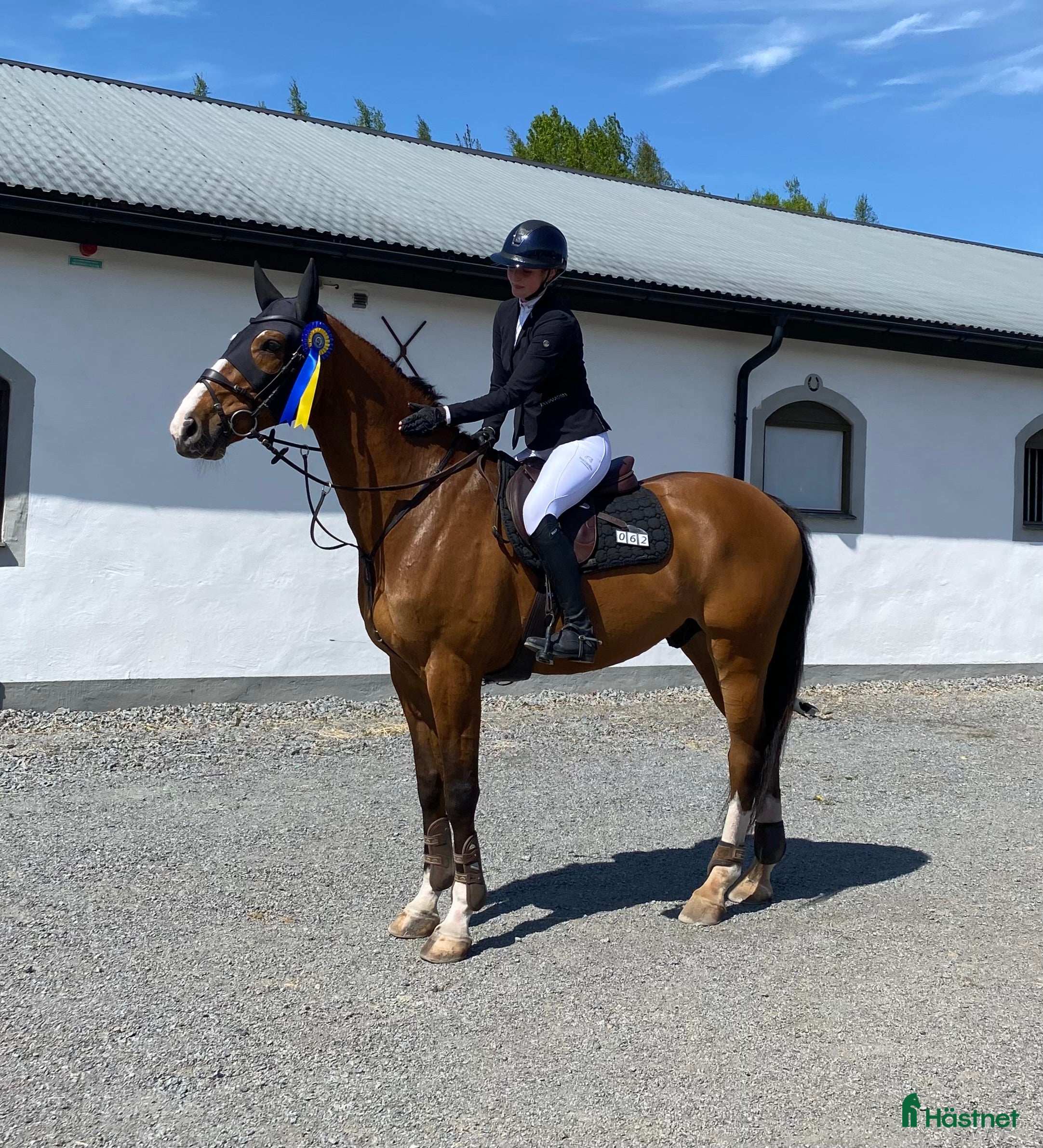  hästar Mycket fin valack!  - Annons 7