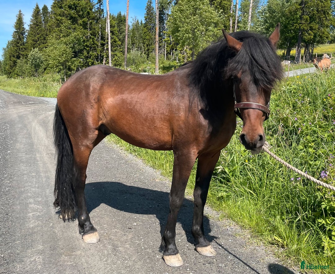Allround hästar till salu: Nytt Pris!! Ståtlig 3-årig Kigermustangvalack i Offerdal - Bild 6