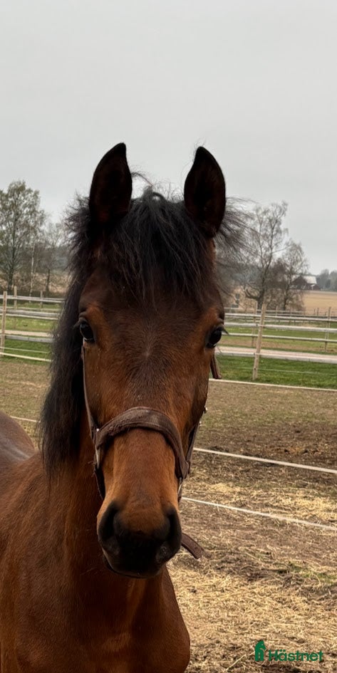  hästar Lovande 1 åring i Hova - Annons 3
