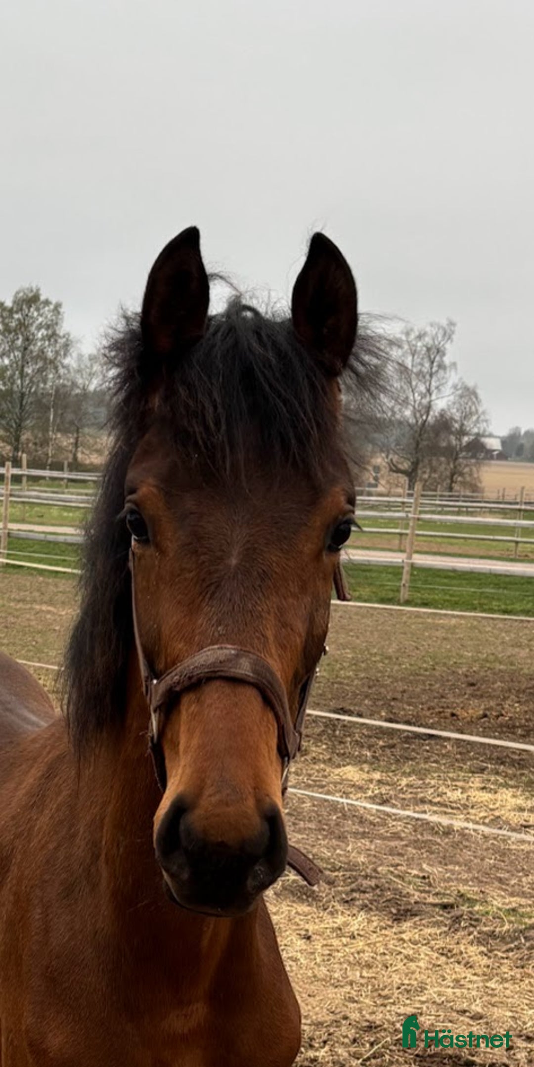 Hoppning hästar till salu: Lovande 1 åring i Hova - Annons 1