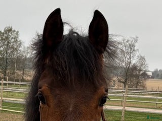 hästar Lovande 1 åring i Hova - Annons 8