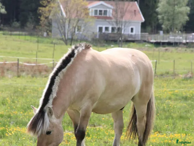 hästar till salu: Mysig fjordvalack - Annons 1