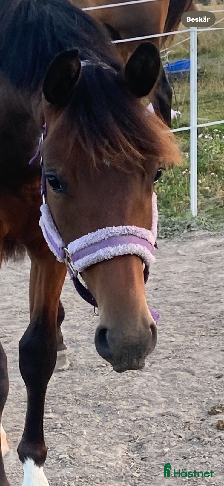  hästar Coole Sven - Annons 2