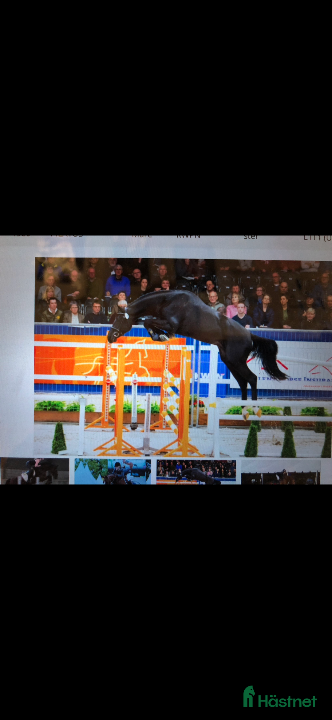 Allround hästar till salu: Ridhäst/avelssto top möderne i Mellerud - Annons 9