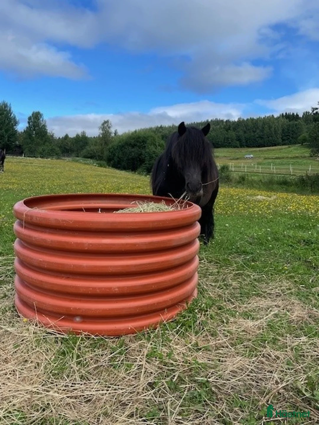 Körning hästar till salu: Arbetsvillig Shetlandsponny - Annons 2