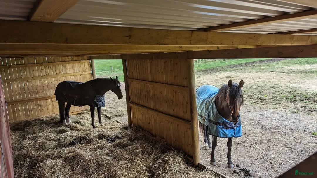  stallplats finnes: 1 ledig plats på underbar lösdrift  i Hörby - Annons 10