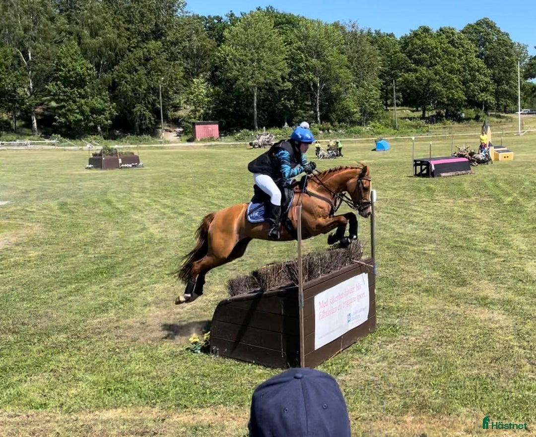 Hoppning hästar till salu: Blivande elit ponny i Laholm - Annons 4