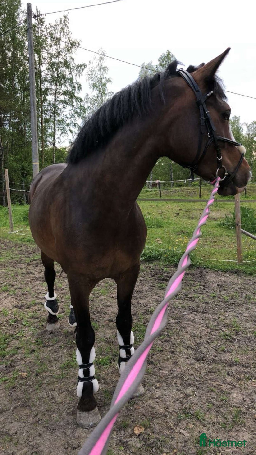 Allround hästar till salu: Super hoppstammat connemarasto i Närpes - Annons 4