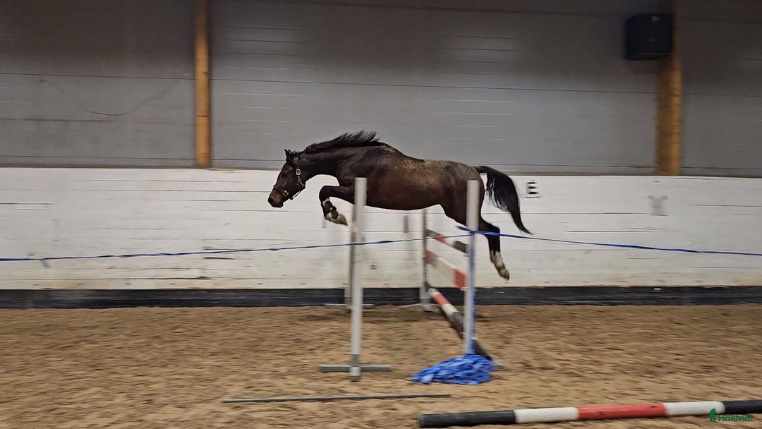 Hoppning hästar till salu: Iögonfallande 3-åring i Vännäs - Annons 4