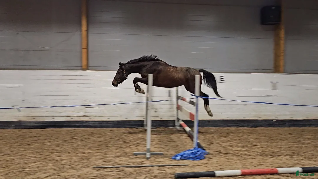 Hoppning hästar till salu: Iögonfallande 4-åring - Annons 4