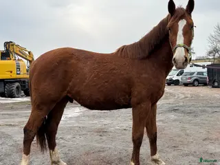 hästar Mycket trevlig 3åring - Annons 18