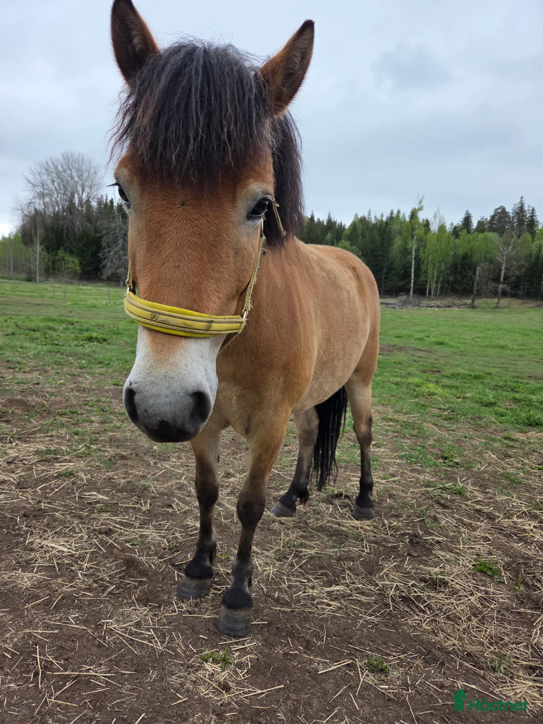 Allround hästar till salu: Russto f 2020 projekt/sällskap/avel i Gusum - Annons 1