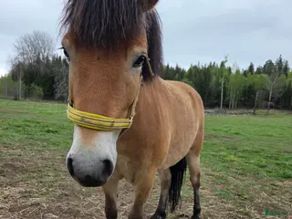 hästar Russto f 2020 projekt/sällskap/avel i Gusum - Annons 7