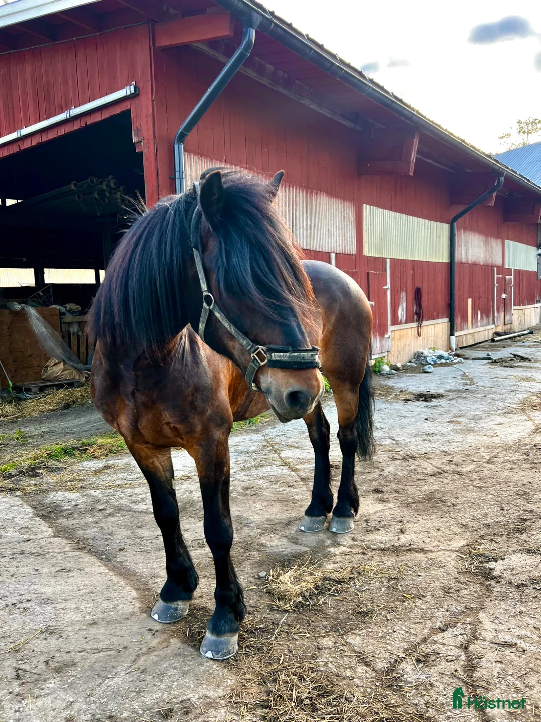 Allround hästar till salu: Lottmar  i Hammarstrand - Annons 1