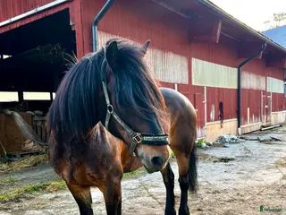 hästar Lottmar - Annons 2