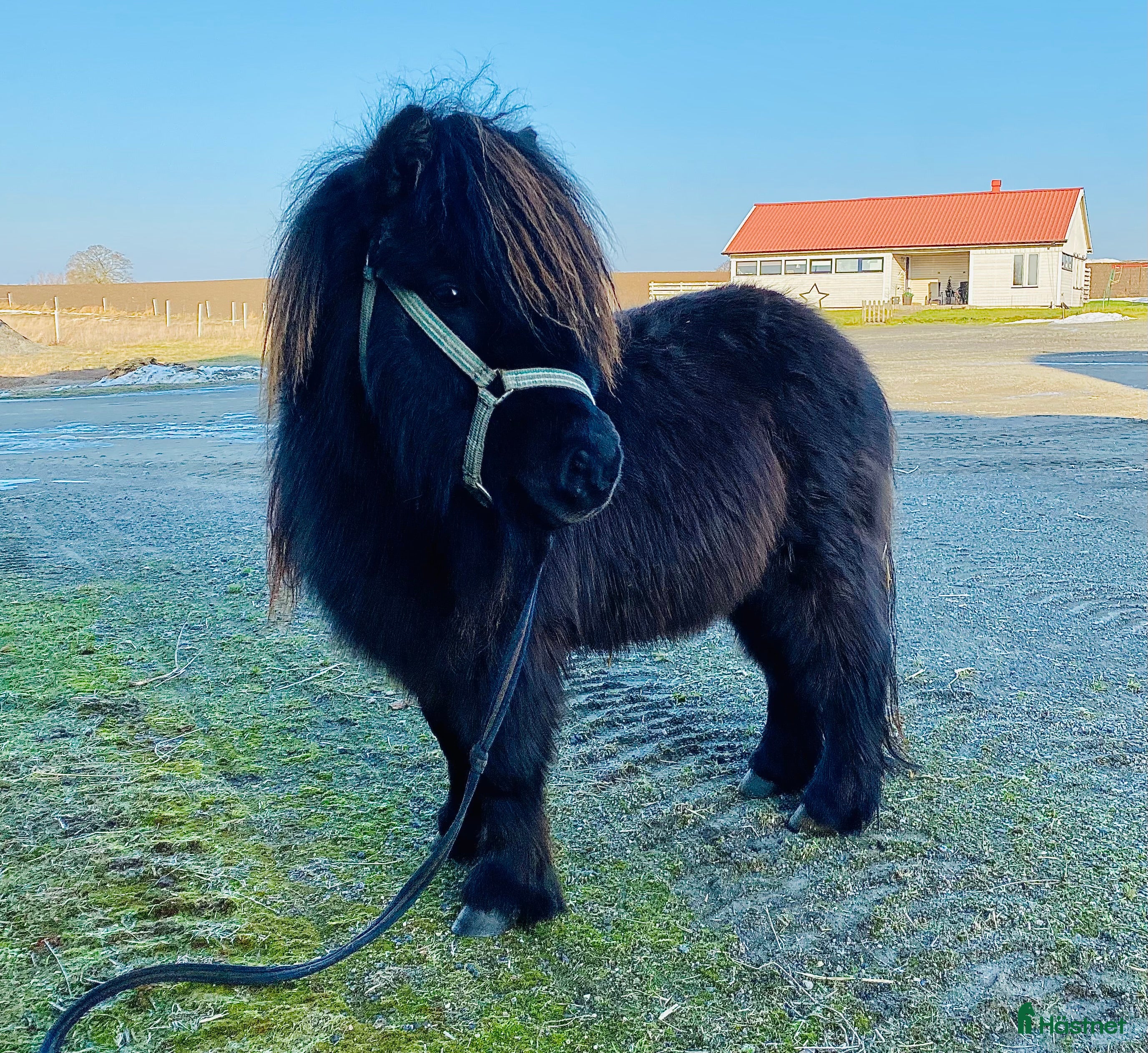  hästar Fin minishettishingst i Ystad - Annons 2