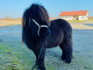 hästar Fin minishettishingst i Ystad - Annons 2