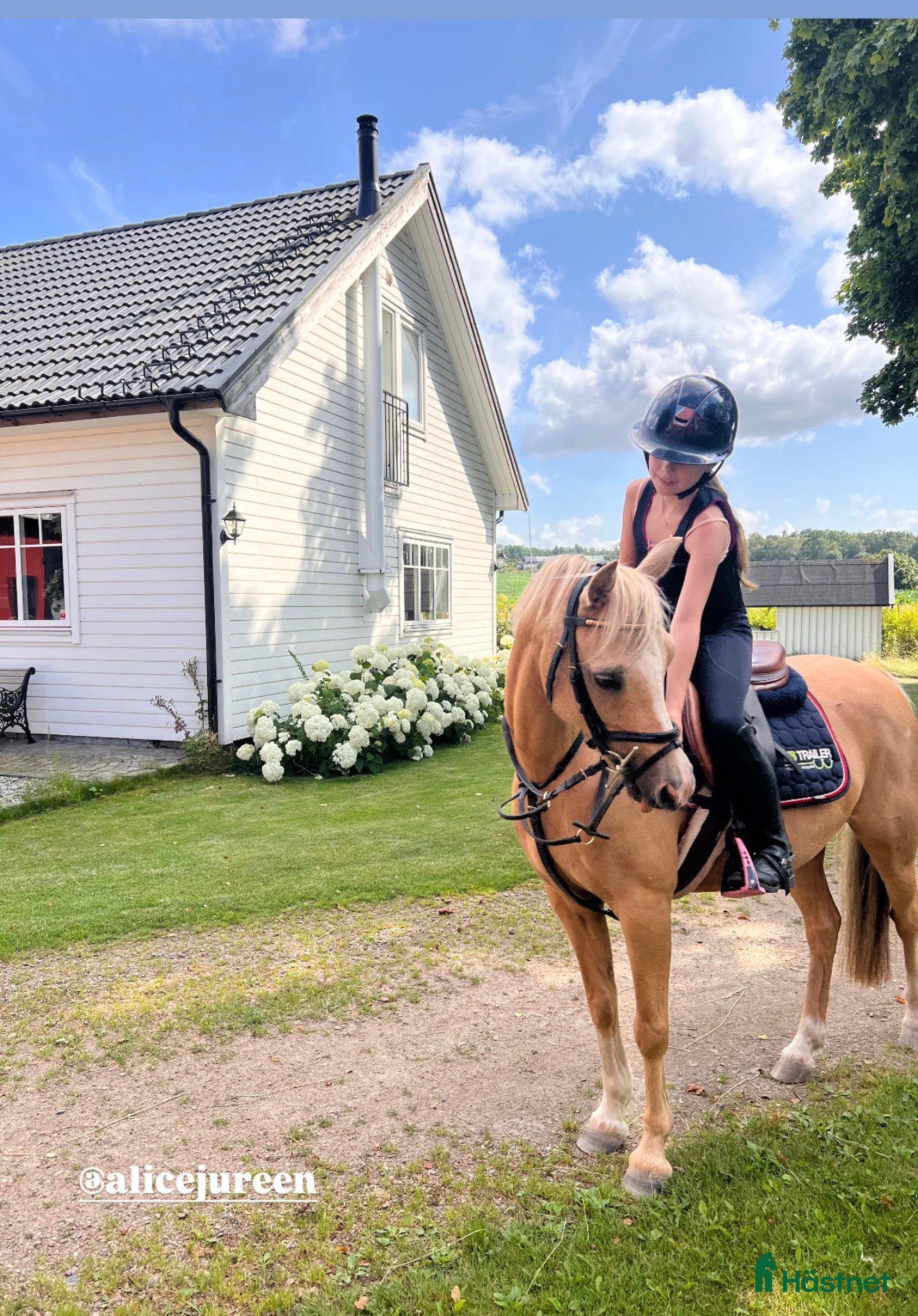  hästar Drömponny att forma själv🌟 - Annons 8