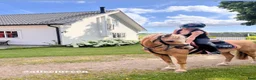 Allround hästar till salu: Drömponny att forma själv🌟 - Annons 1