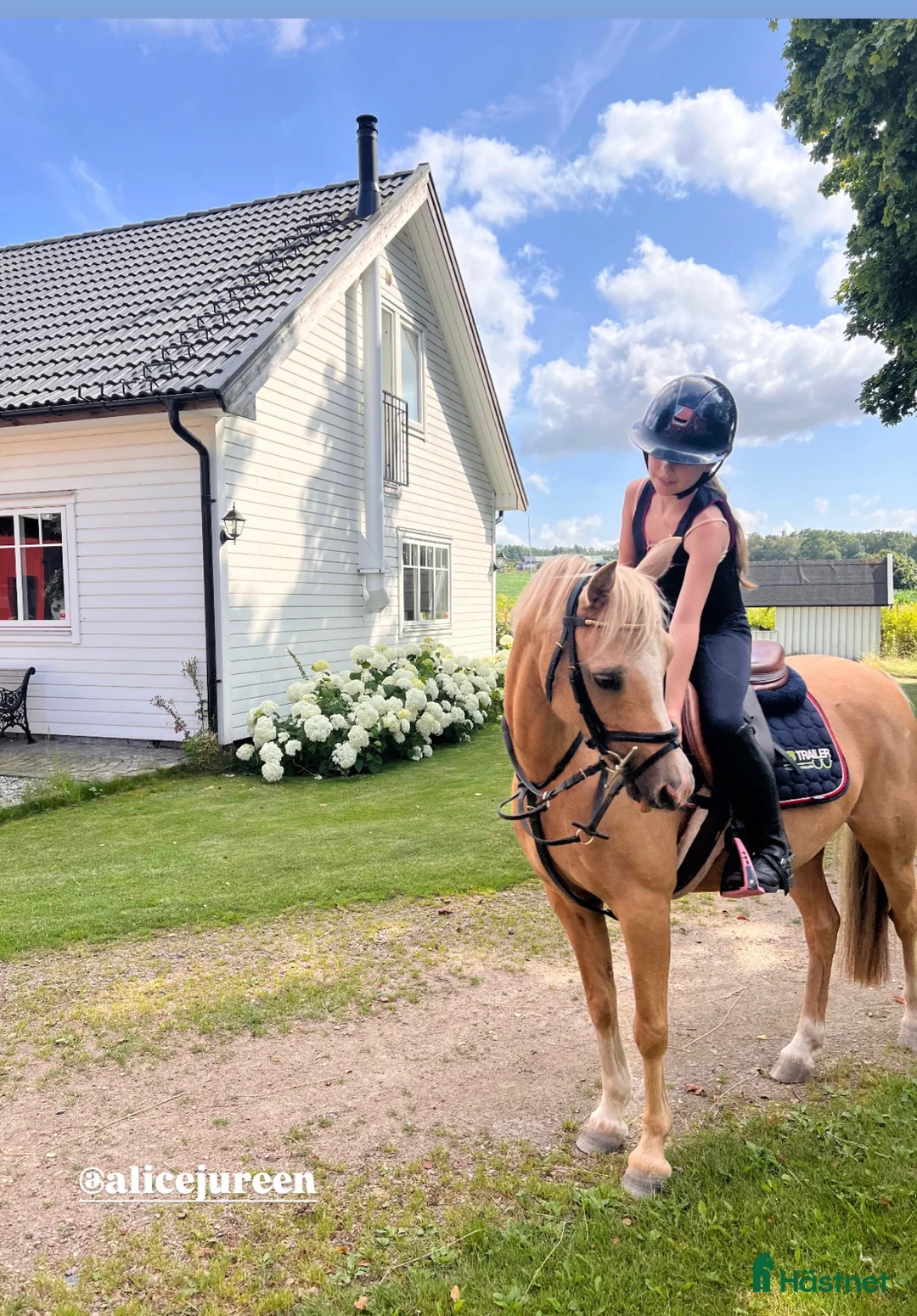 Allround hästar till salu: Drömponny att forma själv🌟 - Annons 1
