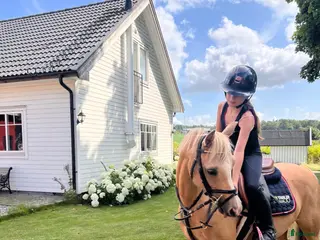hästar Drömponny att forma själv🌟 - Annons 6