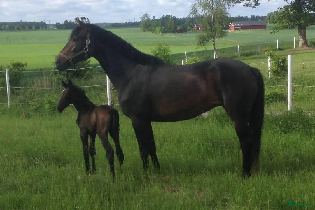 Avelshästar hästar till salu: Fint sto till avel - Annons 1