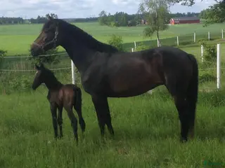 hästar Fint sto till avel - Annons 4