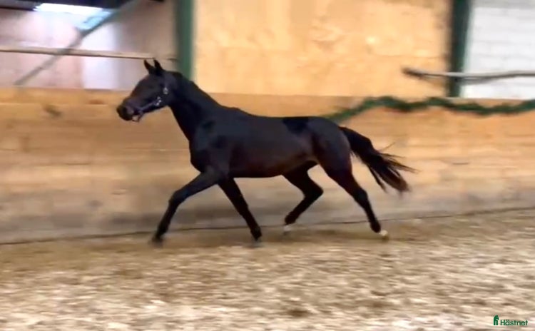  hästar i Frederikssund - Annons 10