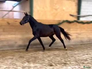 Dressyr hästar till salu: Smuk hoppe, med potentiale i Frederikssund - Annons 1