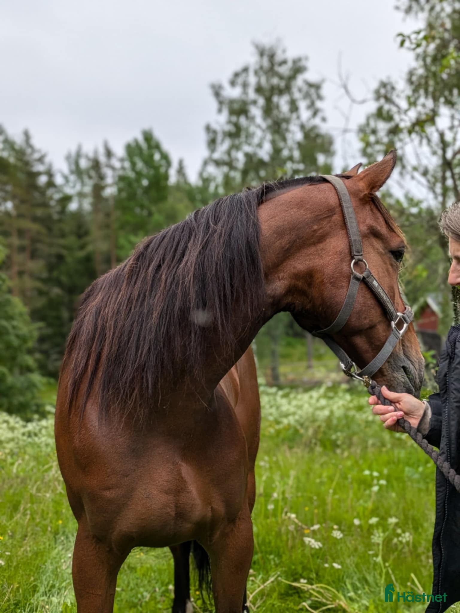  hästar Varmblod  - Annons 16